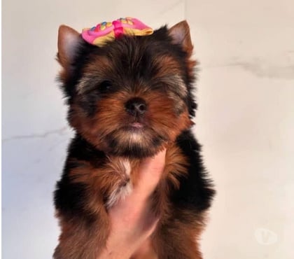 Mascotas en Chile Talca Talca - Fotos de Cachorritos Yorkshire