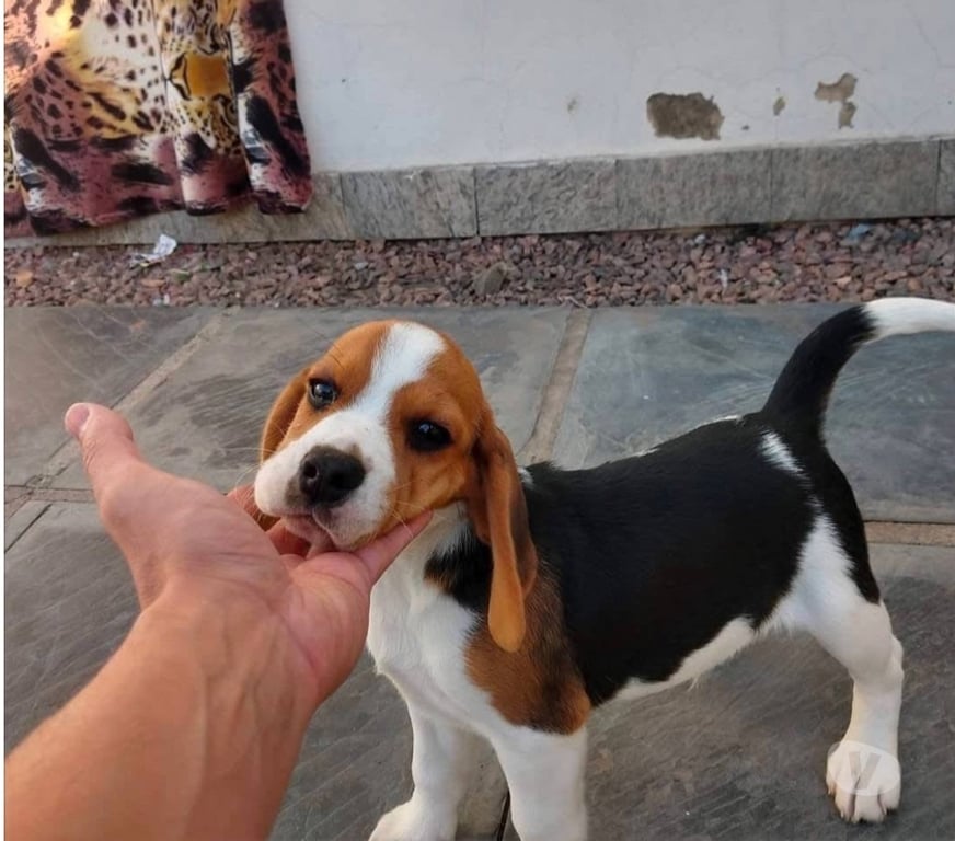 Gatos en Venta Talca Talca - Fotos de Cachorritos beagles