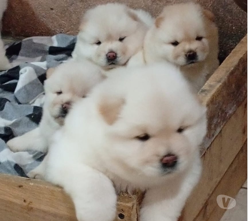Gatos en Venta Talca Talca - Fotos de Cachorritos Chow Chow