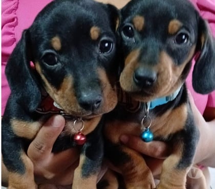 Mascotas en Chile Talca Talca - Fotos de Cachorros salchichas