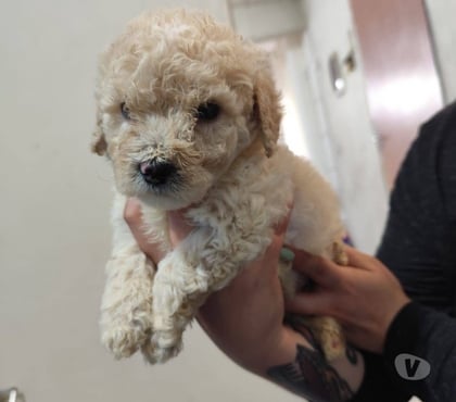 Venta de Mascotas Talca Talca - Fotos de Cachorritos Poodle toy
