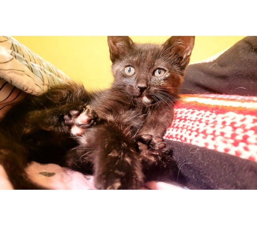 Adopción ed Animales Santiago Santiago - Fotos de GATITAS, Tortoiseshell CHANEL y DIOR 2 meses