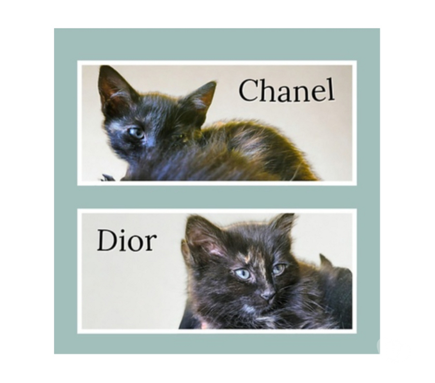 Adopción ed Animales Santiago Santiago - Fotos de GATITAS, Tortoiseshell CHANEL y DIOR 2 meses