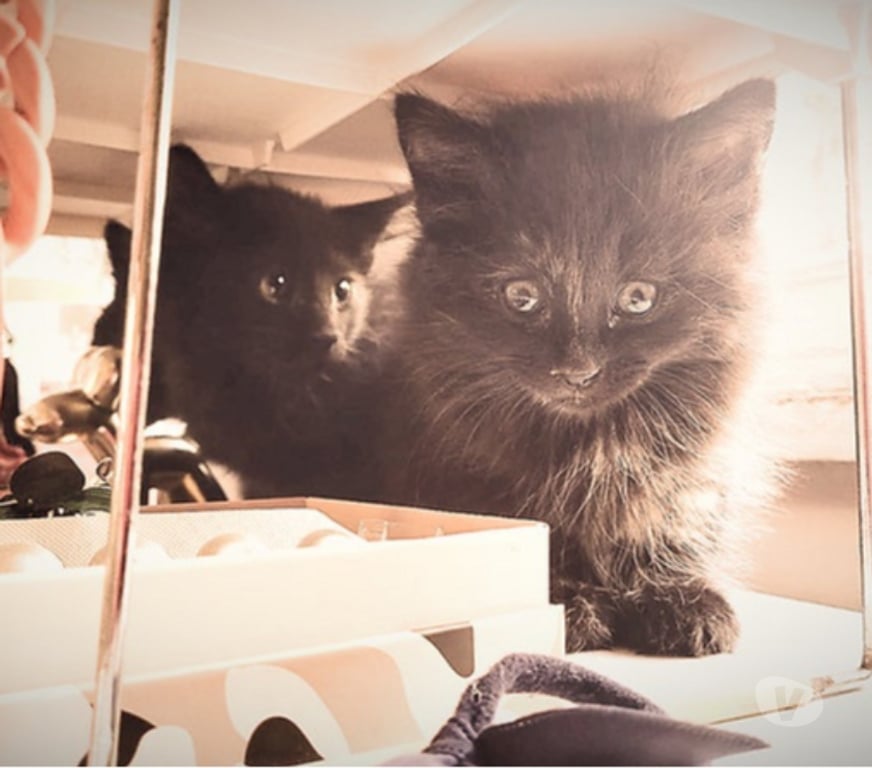 Adopción ed Animales Santiago Santiago - Fotos de GATITAS, Tortoiseshell CHANEL y DIOR 2 meses