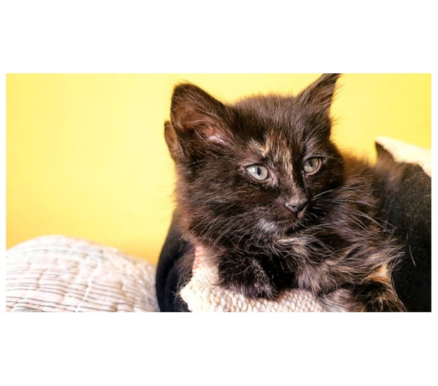 Adopción ed Animales Santiago Santiago - Fotos de GATITAS, Tortoiseshell CHANEL y DIOR 2 meses