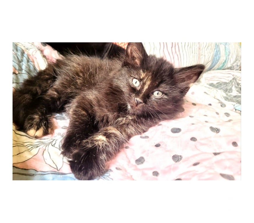 Adopción ed Animales Santiago Santiago - Fotos de GATITAS, Tortoiseshell CHANEL y DIOR 2 meses