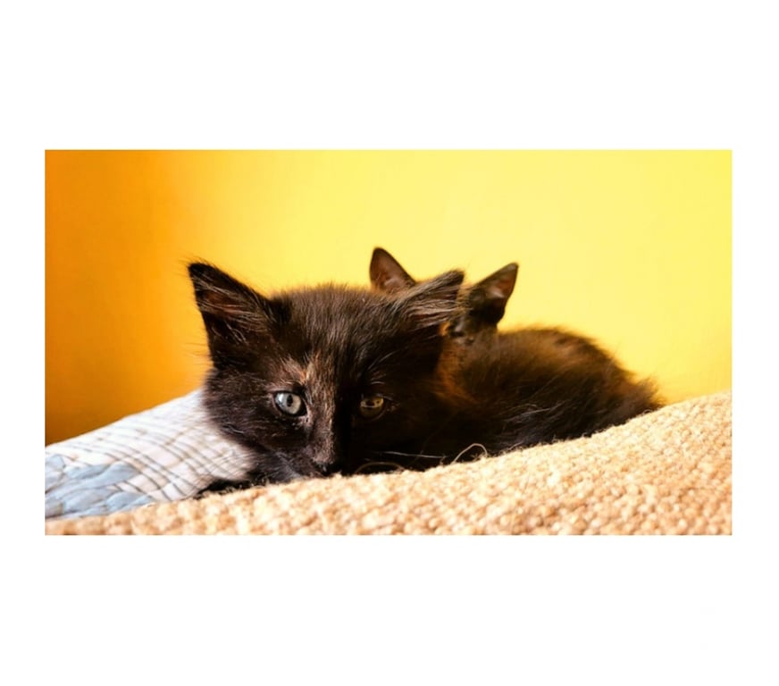 Adopción ed Animales Santiago Santiago - Fotos de GATITAS, Tortoiseshell CHANEL y DIOR 2 meses