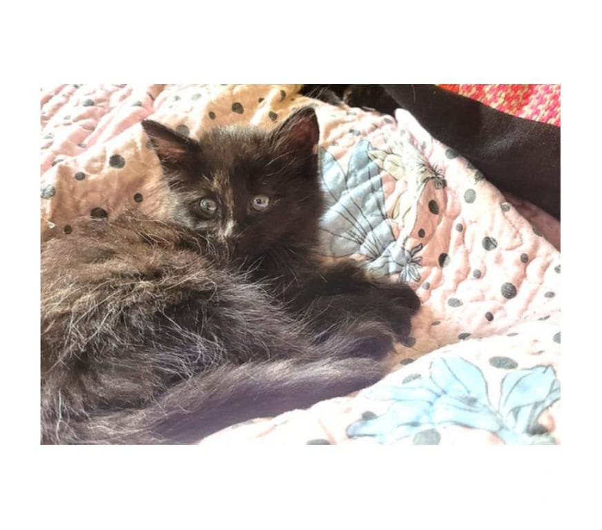 Adopción ed Animales Santiago Santiago - Fotos de GATITAS, Tortoiseshell CHANEL y DIOR 2 meses