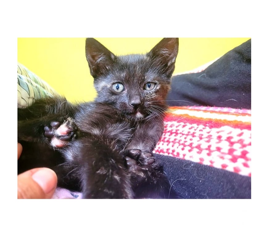 Adopción ed Animales Santiago Santiago - Fotos de GATITAS, Tortoiseshell CHANEL y DIOR 2 meses