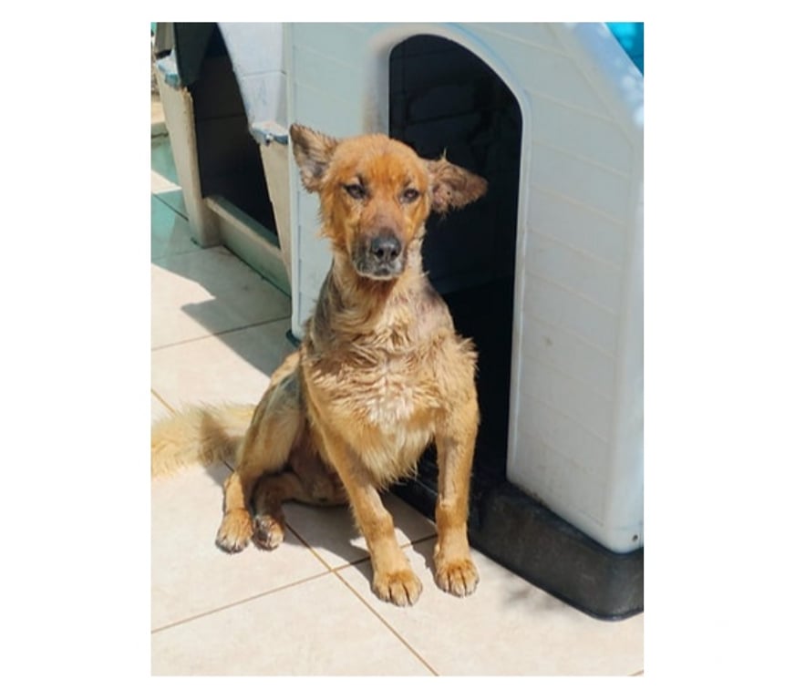 Adopción ed Animales Santiago Santiago - Fotos de MORRIS, mezcla Sabueso Helénico