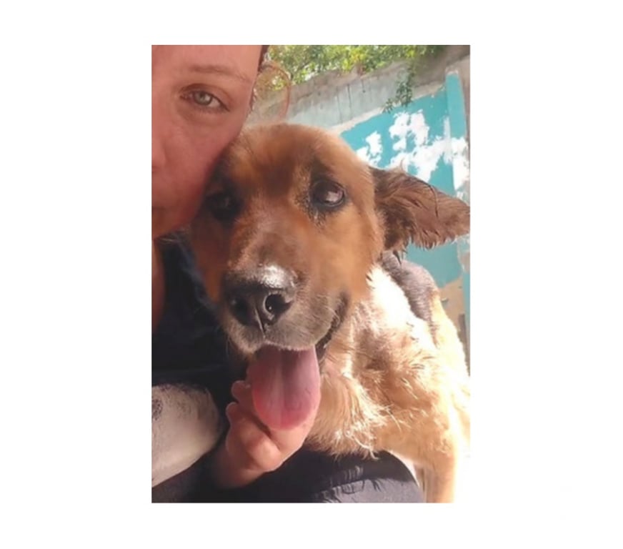 Adopción ed Animales Santiago Santiago - Fotos de MORRIS, mezcla Sabueso Helénico