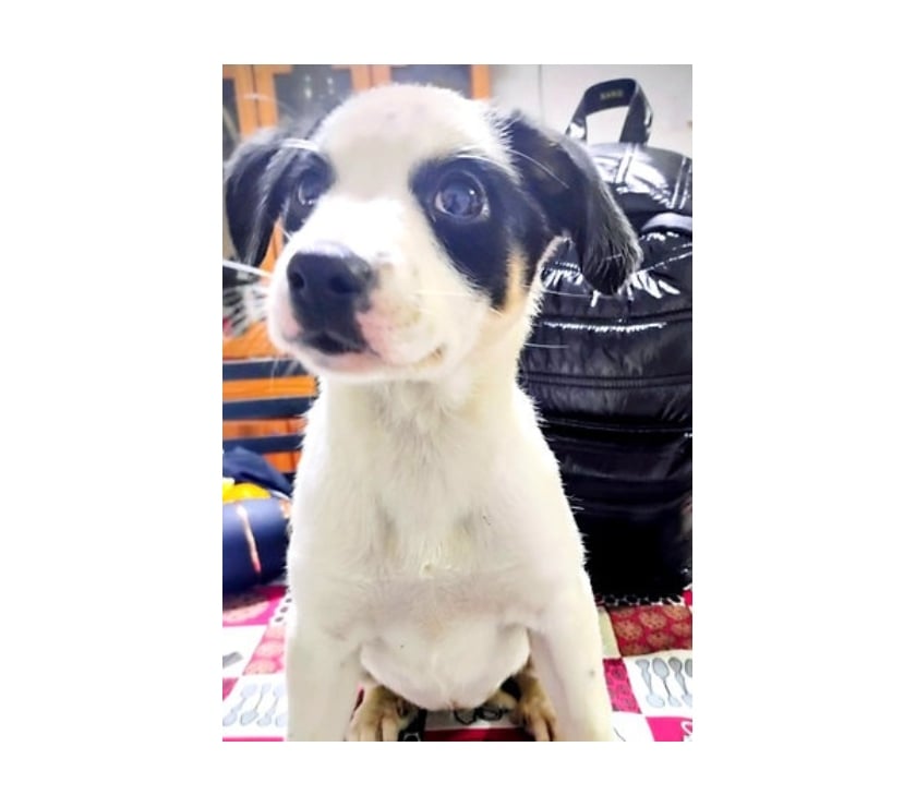 Adopción ed Animales Santiago Santiago - Fotos de PERDITA, cachorra 2 a 3 meses