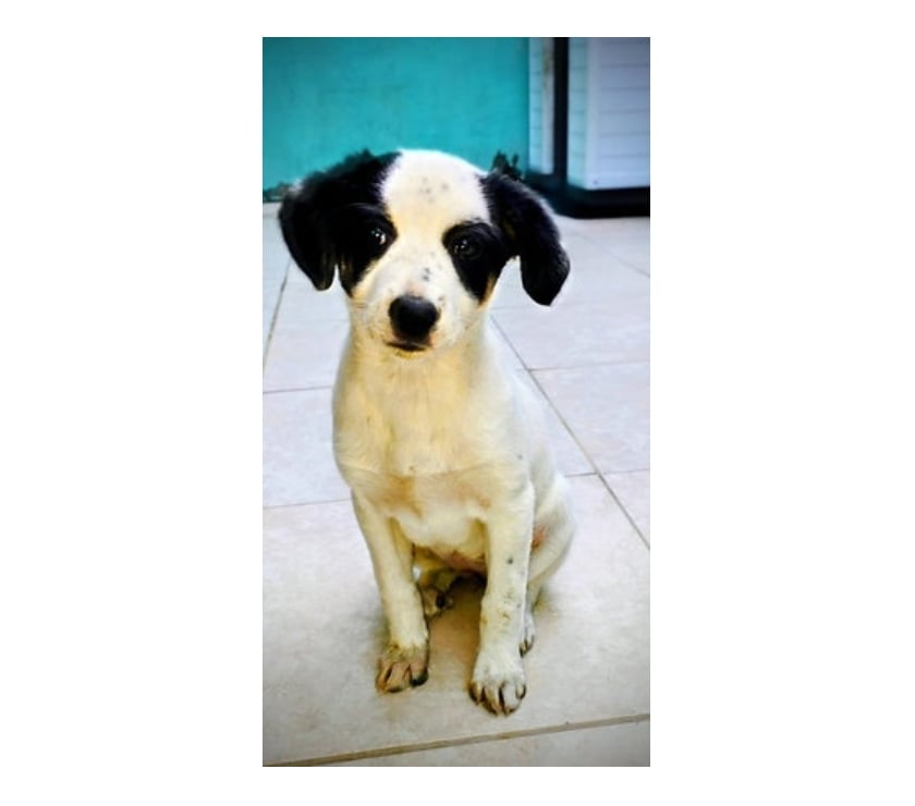 Adopción ed Animales Santiago Santiago - Fotos de PERDITA, cachorra 2 a 3 meses