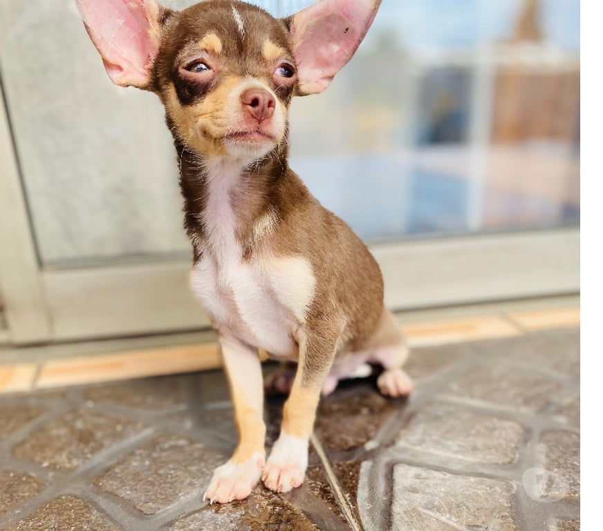 Gatos en Venta Santiago La Cisterna - Fotos de Hermoso chihuahua