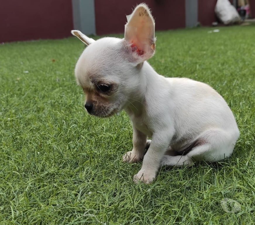 Gatos en Venta Santiago Las Condes - Fotos de Hermosos Cachorros Chihuahuas 2 Meses Entrega Inemdiata!