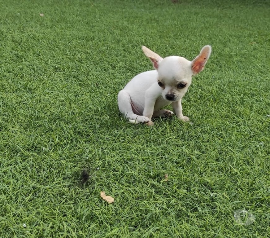 Gatos en Venta Santiago Las Condes - Fotos de Hermosos Cachorros Chihuahuas 2 Meses Entrega Inemdiata!