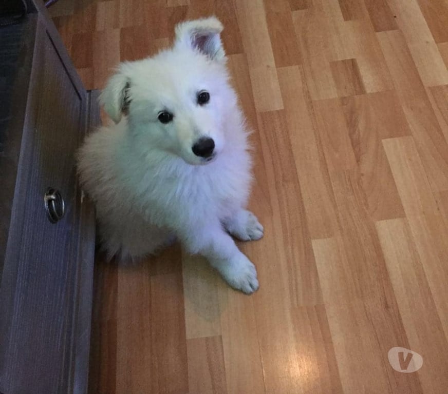 Gatos en Venta Santiago Las Condes - Fotos de Hermosos Cachorros Pastor Suizo