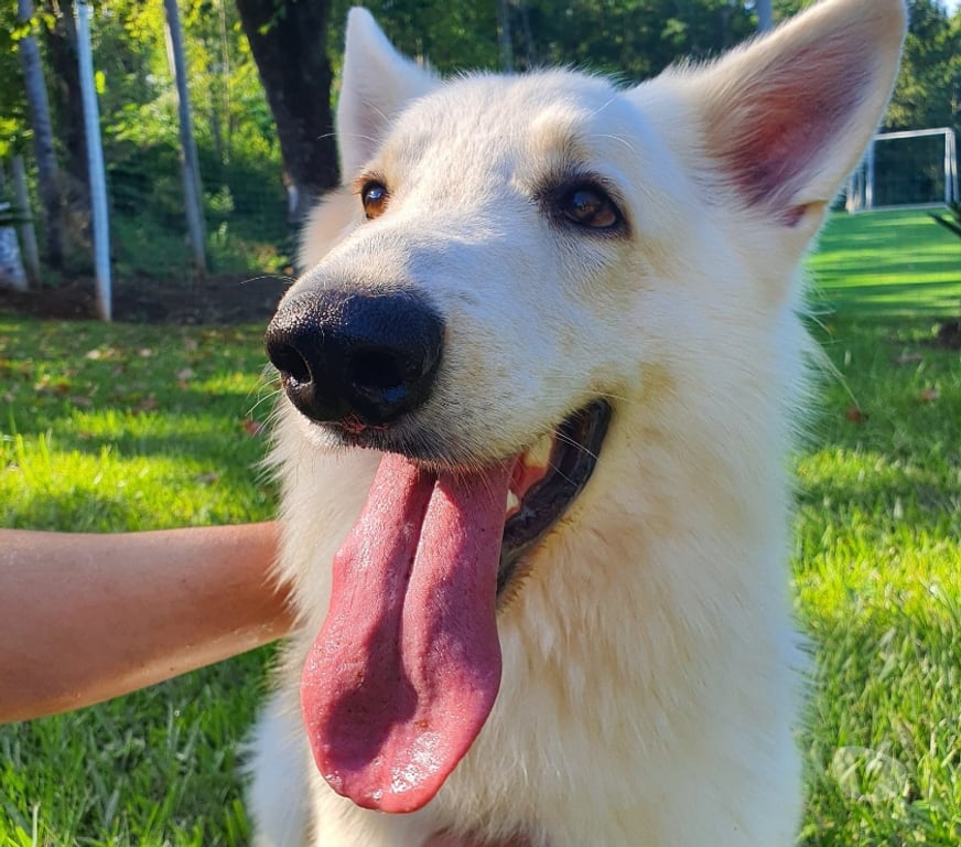 Gatos en Venta Santiago Las Condes - Fotos de Hermosos Cachorros Pastor Suizo