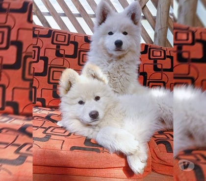 Fotos de Hermosos Cachorros Pastor Suizo