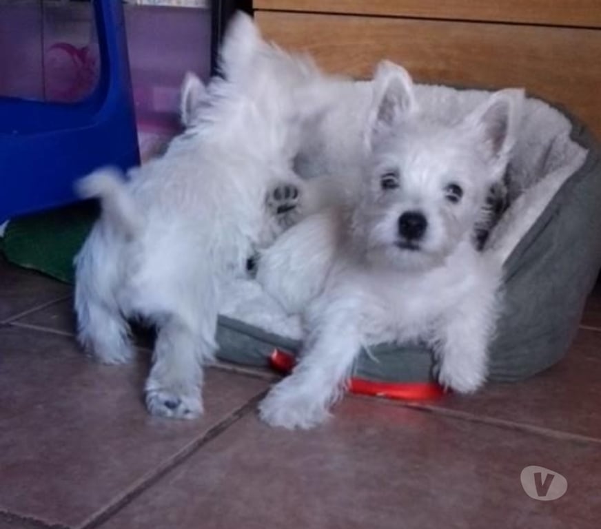 Gatos en Venta Santiago Las Condes - Fotos de Soñados Cachorros Westy Inscritos KCC