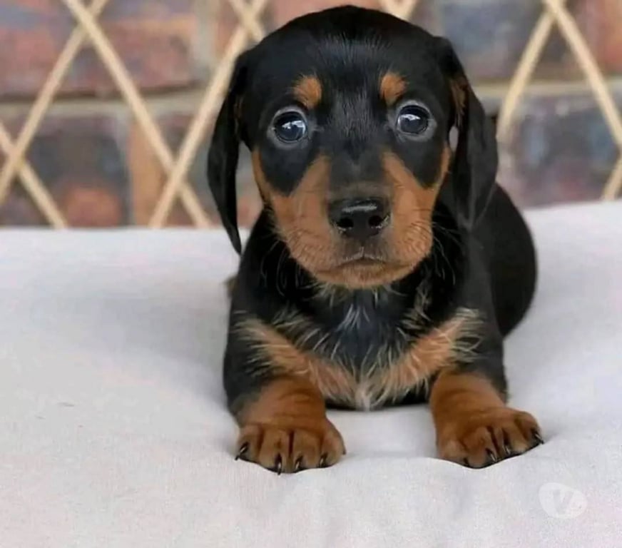 Gatos en Venta Santiago Las Condes - Fotos de Hermosos Cachorros Dachshund Mini