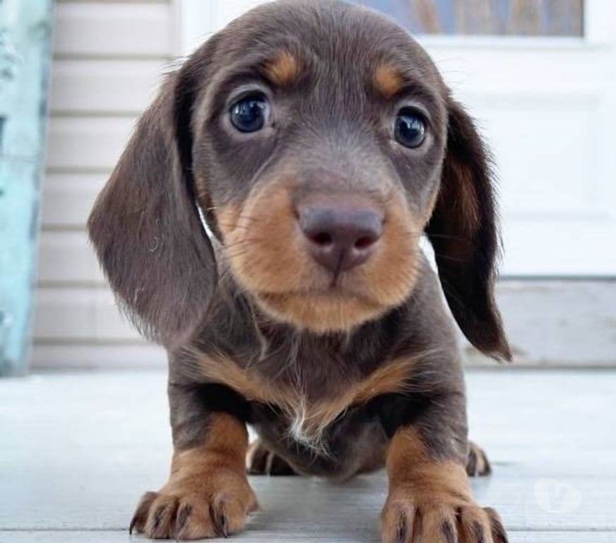 Gatos en Venta Santiago Las Condes - Fotos de Hermosos Cachorros Dachshund Mini