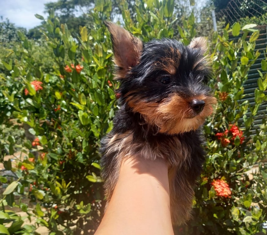 Gatos en Venta Santiago Las Condes - Fotos de Preciosos Cachorros Yorkshire