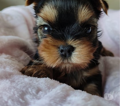 Fotos de Preciosos Cachorros Yorkshire