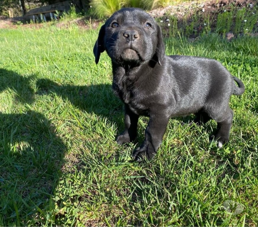 Gatos en Venta Santiago Las Condes - Fotos de Espectaculares Cachorros Cane Corso Entrega Inmediata