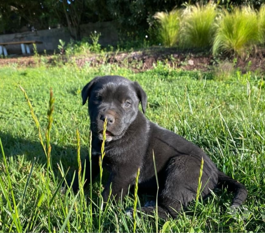 Gatos en Venta Santiago Las Condes - Fotos de Espectaculares Cachorros Cane Corso Entrega Inmediata