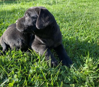 Fotos de Espectaculares Cachorros Cane Corso Entrega Inmediata
