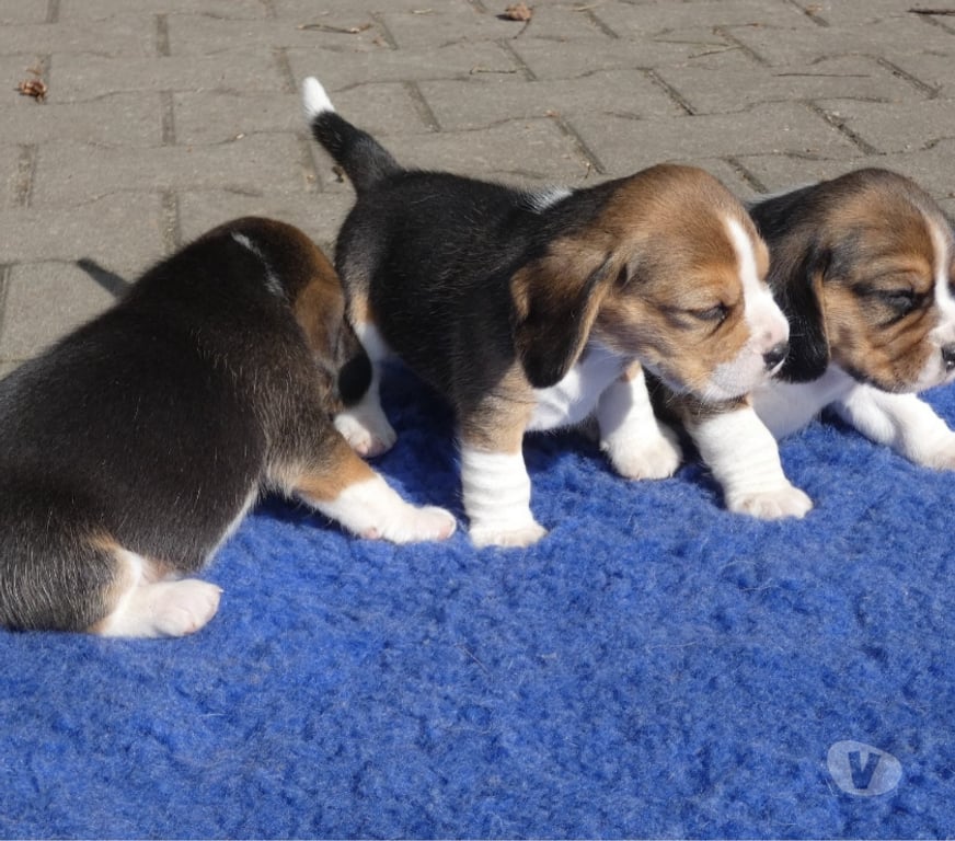 Gatos en Venta Santiago Las Condes - Fotos de Hermosos Cachorritos Beagle Disponibles Entrega Inmediata