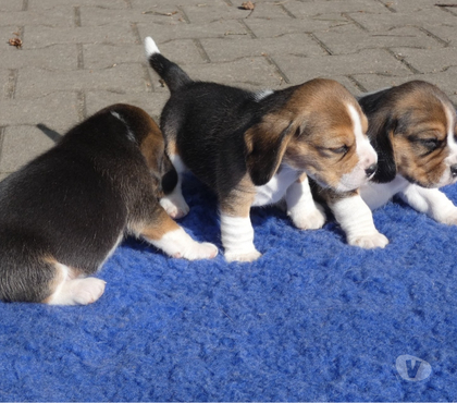 Fotos de Hermosos Cachorritos Beagle Disponibles Entrega Inmediata