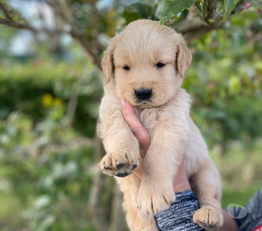 Gatos en Venta Santiago Las Condes - Fotos de Hermosos Cachorros Golden Para entrega Inmediata