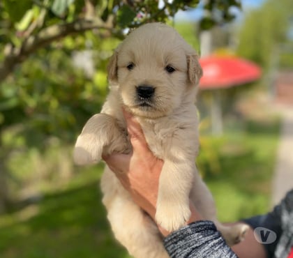Fotos de Hermosos Cachorros Golden Para entrega Inmediata