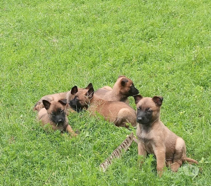 Gatos en Venta Santiago Las Condes - Fotos de Hermosos Cachorros Pastor Belga Malinois 2 Meses