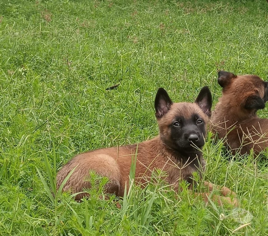 Gatos en Venta Santiago Las Condes - Fotos de Hermosos Cachorros Pastor Belga Malinois 2 Meses