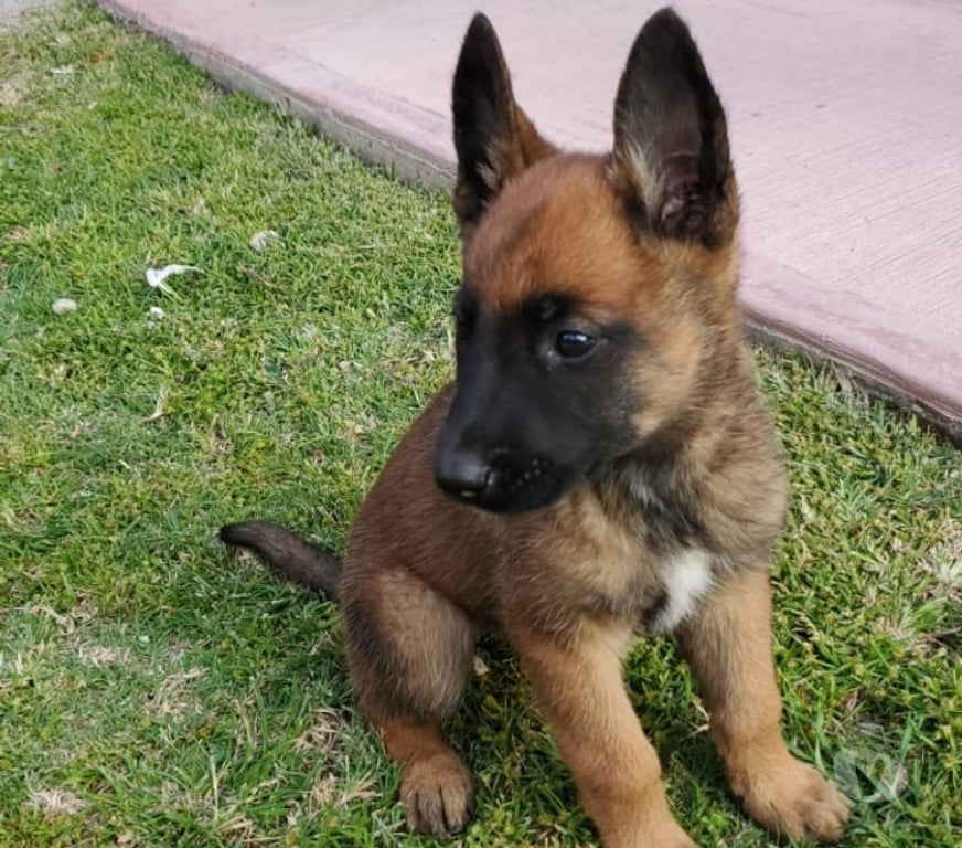 Gatos en Venta Santiago Las Condes - Fotos de Hermosos Cachorros Pastor Belga Malinois 2 Meses