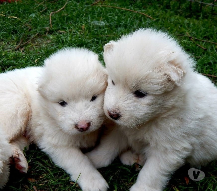 Gatos en Venta Santiago Las Condes - Fotos de Hermosos Cachorros Samoyedos Entrega Inmediata