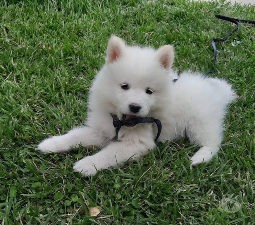 Gatos en Venta Santiago Las Condes - Fotos de Hermosos Cachorros Samoyedos Entrega Inmediata