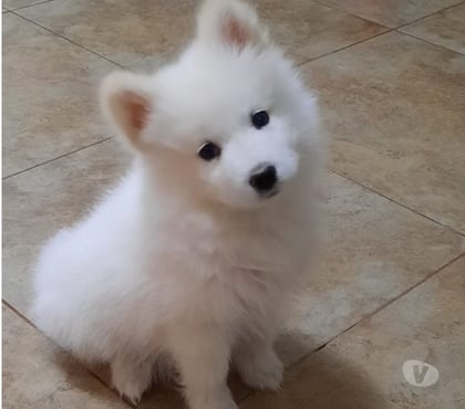 Fotos de Hermosos Cachorros Samoyedos Entrega Inmediata