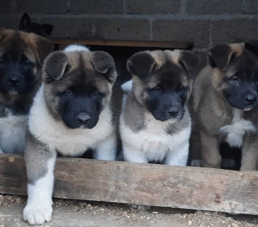 Gatos en Venta Santiago Las Condes - Fotos de Espectaculares Cachorros Akita Americano Entrega Inmediata