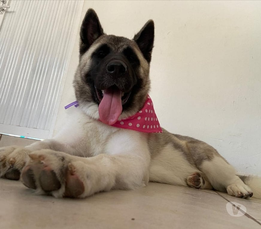 Gatos en Venta Santiago Las Condes - Fotos de Espectaculares Cachorros Akita Americano Entrega Inmediata