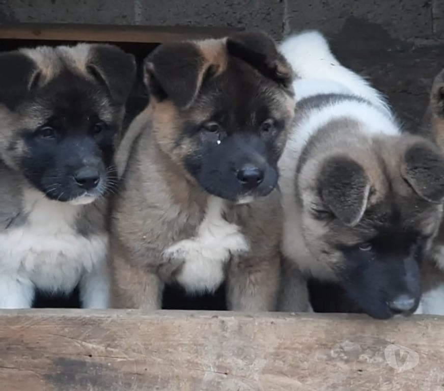 Gatos en Venta Santiago Las Condes - Fotos de Espectaculares Cachorros Akita Americano Entrega Inmediata