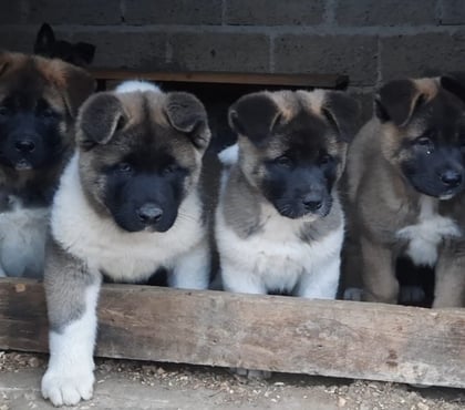 Fotos de Espectaculares Cachorros Akita Americano Entrega Inmediata