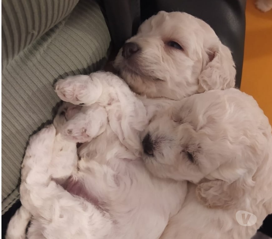 Gatos en Venta Santiago Las Condes - Fotos de Hermosos Cachorritos Poodle Toy