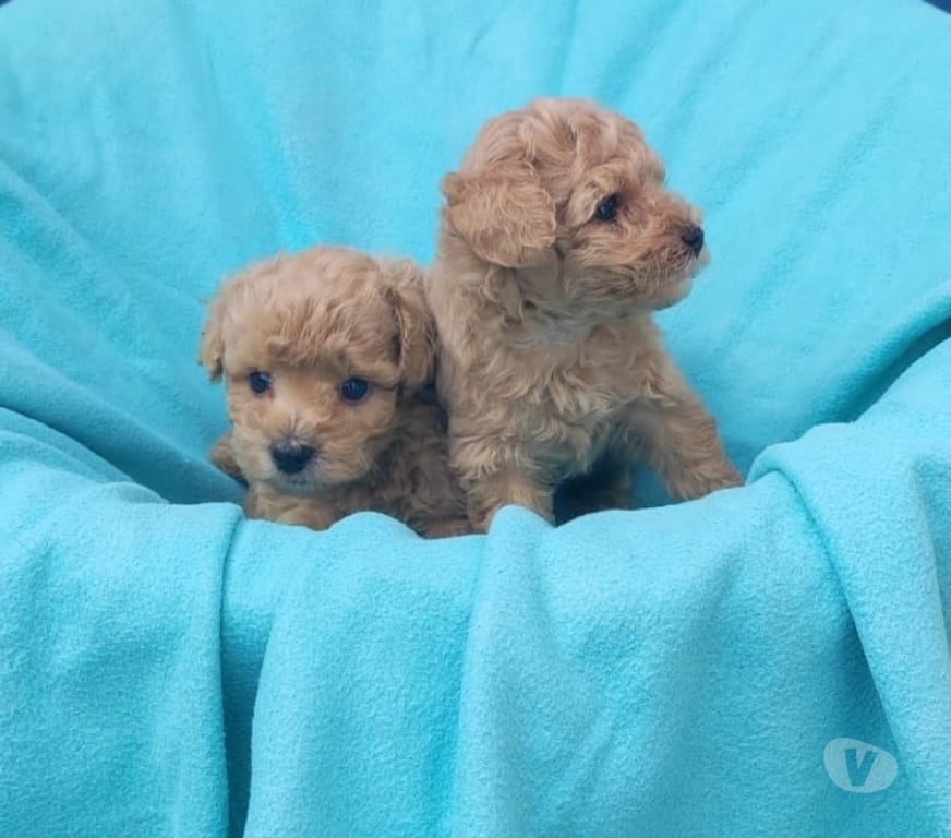 Gatos en Venta Santiago Las Condes - Fotos de Hermosos Cachorritos Poodle Toy