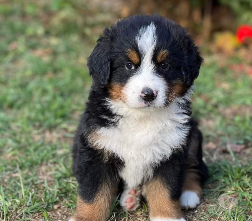 Gatos en Venta Santiago Las Condes - Fotos de Hermosos Cachorros Boyero de Berna Entrega Inemdiata