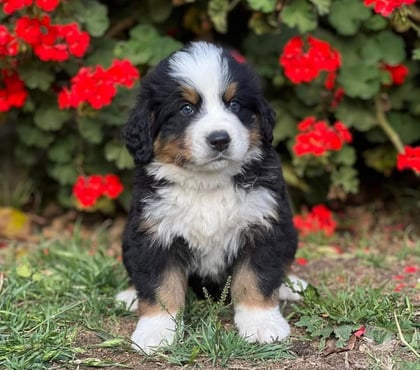 Fotos de Hermosos Cachorros Boyero de Berna Entrega Inemdiata