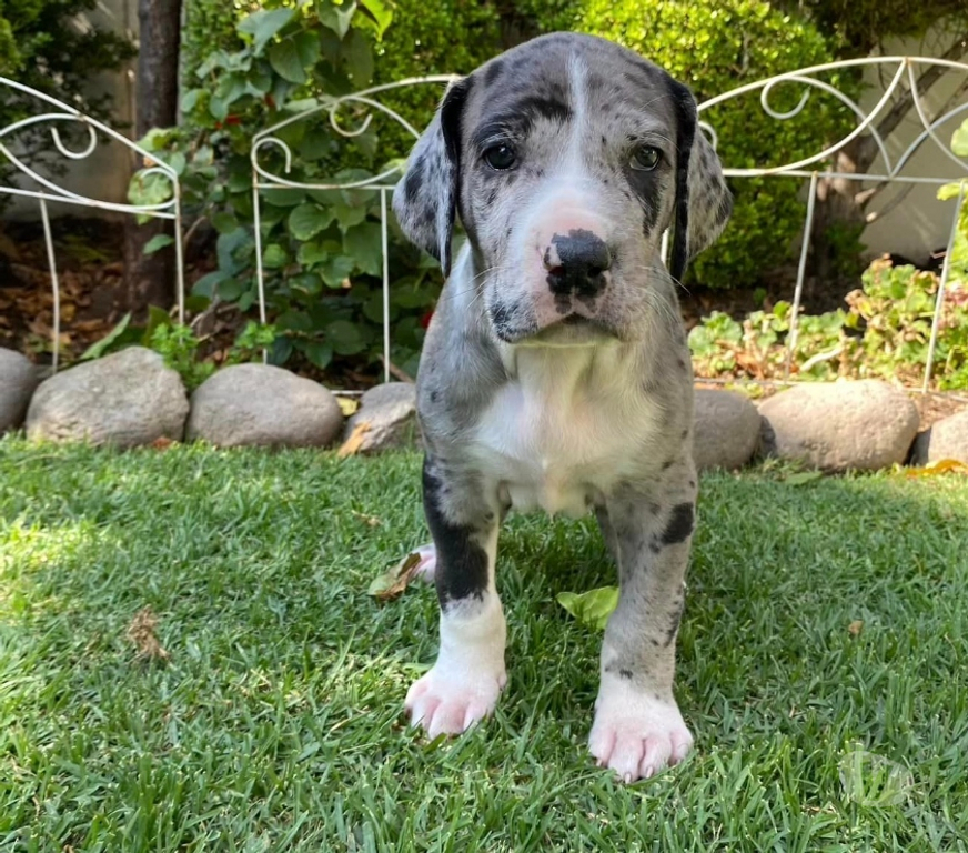 Gatos en Venta Santiago Las Condes - Fotos de Hermosos Cachorros Gran Danés